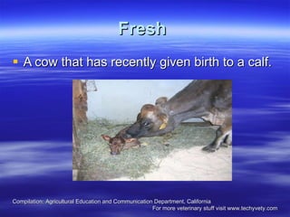 Fresh   A cow that has recently given birth to a calf.  Compilation: Agricultural Education and Communication Department, California  For more veterinary stuff visit www.techyvety.com 