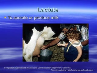 Lactate   To secrete or produce milk  Compilation: Agricultural Education and Communication Department, California  For more veterinary stuff visit www.techyvety.com 
