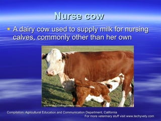 Nurse cow   A dairy cow used to supply milk for nursing calves, commonly other than her own  Compilation: Agricultural Education and Communication Department, California  For more veterinary stuff visit www.techyvety.com 