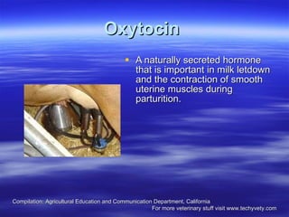 Oxytocin   A naturally secreted hormone that is important in milk letdown and the contraction of smooth uterine muscles during parturition.  Compilation: Agricultural Education and Communication Department, California  For more veterinary stuff visit www.techyvety.com 