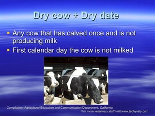Dry cow  +  Dry date   Any cow that has calved once and is not producing milk  First calendar day the cow is not milked  Compilation: Agricultural Education and Communication Department, California  For more veterinary stuff visit www.techyvety.com 