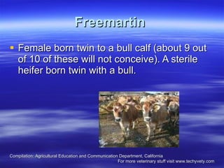 Freemartin   Female born twin to a bull calf (about 9 out of 10 of these will not conceive). A sterile heifer born twin with a bull. Compilation: Agricultural Education and Communication Department, California  For more veterinary stuff visit www.techyvety.com 