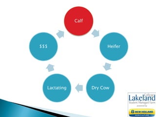Calf
Heifer
Dry CowLactating
$$$
 