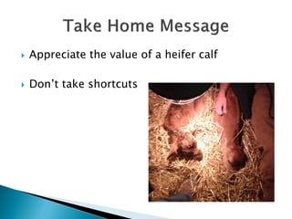  Appreciate the value of a heifer calf
 Don’t take shortcuts
 