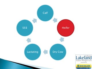 Calf
Heifer
Dry CowLactating
$$$
 