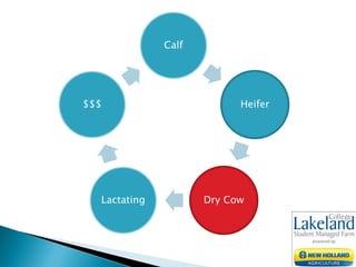 Calf
Heifer
Dry CowLactating
$$$
 