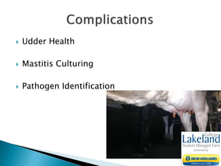  Udder Health
 Mastitis Culturing
 Pathogen Identification
 
