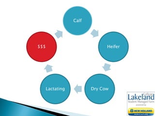 Calf
Heifer
Dry CowLactating
$$$
 
