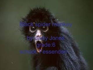 Black spider monkey by daisy Jones grade:6 school: Fessenden  