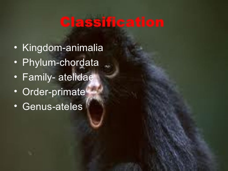 Daisy jones black spider monkey