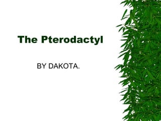 The Pterodactyl BY DAKOTA. 