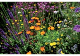 Daktuin Astridholzer 20120709 E5