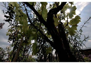 Daktuin Astridholzer 20120709 E5