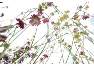 Daktuin Astridholzer 20120709 E5