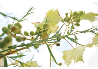 Daktuin Astridholzer 20120709 E5