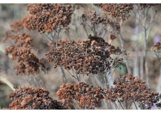 Daktuin Astridholzer 20120709 E5