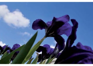 Daktuin Astridholzer 20120709 E5