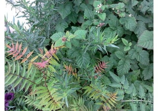 Daktuin Astridholzer 20120709 E5