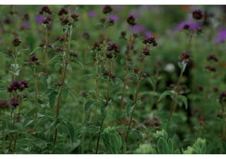 Daktuin Astridholzer 20120709 E5