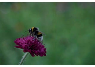Daktuin Astridholzer 20120709 E5