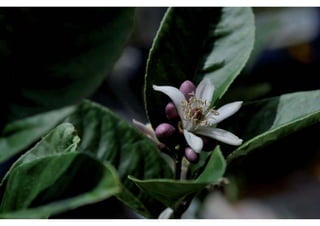 Daktuin Astridholzer 20120709 E5