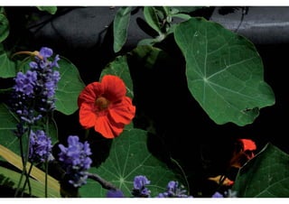 Daktuin Astridholzer 20120709 E5