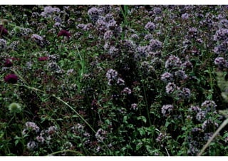 Daktuin Astridholzer 20120709 E5