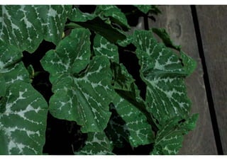 Daktuin Astridholzer 20120709 E5