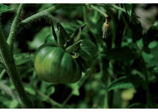 Daktuin Astridholzer 20120709 E5