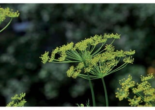 Daktuin Astridholzer 20120709 E5