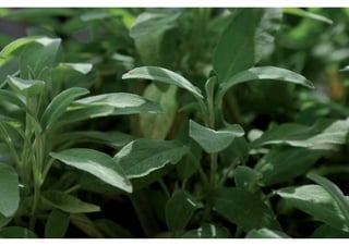 Daktuin Astridholzer 20120709 E5