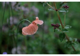 Daktuin Astridholzer 20120709 E5