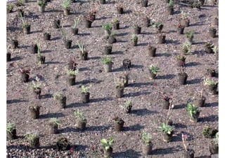 Daktuin Astridholzer 20120709 E5