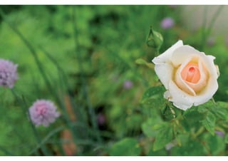 Daktuin Astridholzer 20120709 E5