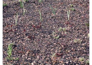 Daktuin Astridholzer 20120709 E5