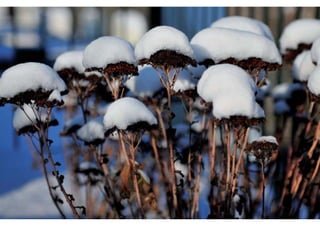 Daktuin Astridholzer 20120709 E5
