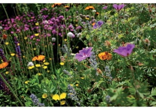 rooftop garden _ green roof