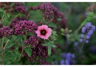 rooftop garden _ green roof