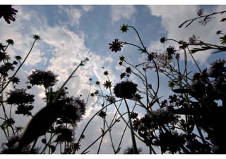 rooftop garden _ green roof