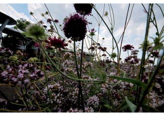 rooftop garden _ green roof