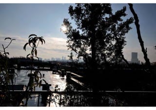 rooftop garden _ green roof