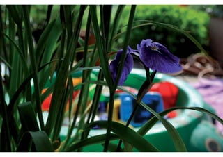 rooftop garden _ green roof