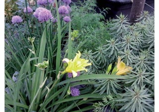rooftop garden _ green roof