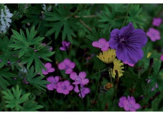 rooftop garden _ green roof