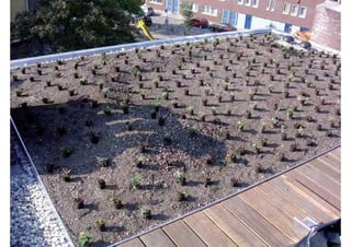 rooftop garden _ green roof