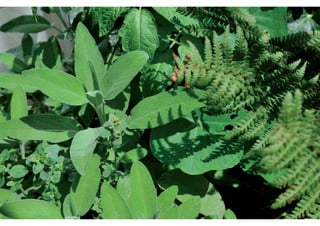 rooftop garden _ green roof