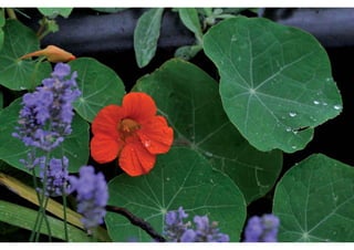rooftop garden _ green roof