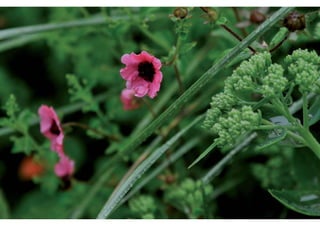 rooftop garden _ green roof