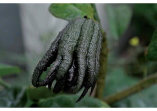 rooftop garden _ green roof