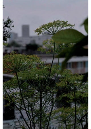 rooftop garden _ green roof